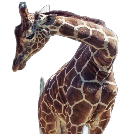 animal, creature, staff, jewelry transparent PNG cut-out