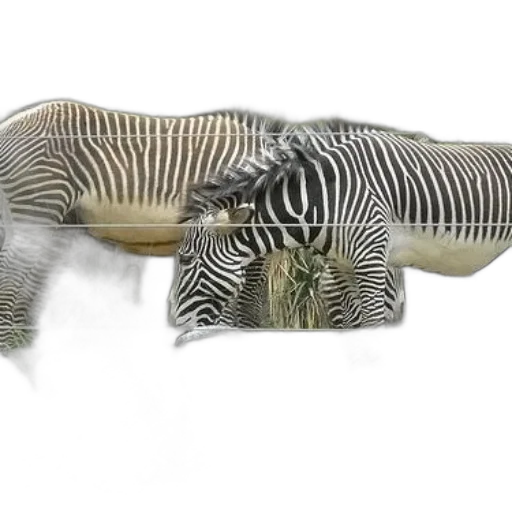 animal, creature, furniture, hair transparent PNG cut-out