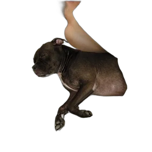 animal, creature, staff, shoes transparent PNG cut-out