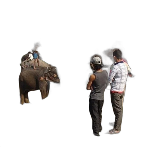 animal, jacket, umbrella, staff transparent PNG cut-out