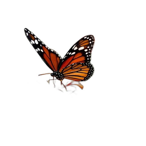 animal, creature, crown, flower transparent PNG cut-out