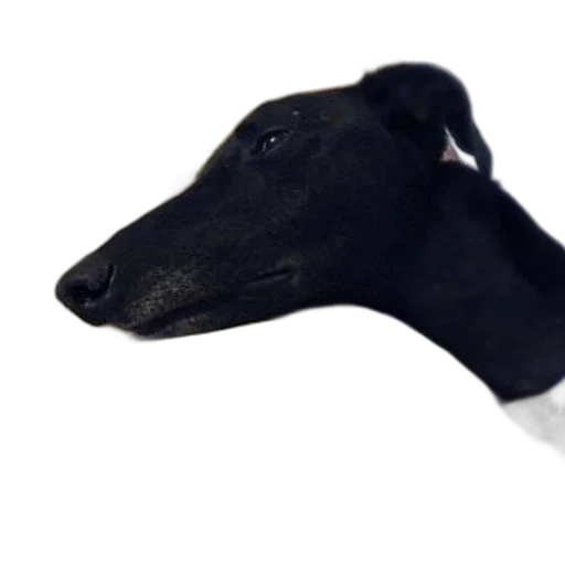 animal, mask, staff, creature transparent PNG cut-out