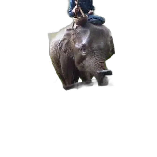animal, creature, staff, hat transparent PNG cut-out