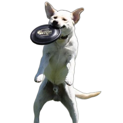 animal, weapon, staff, car transparent PNG cut-out