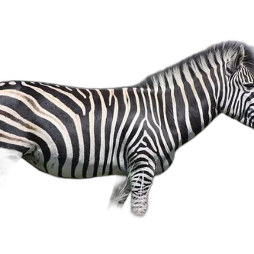 animal, creature, shoes, weapon transparent PNG cut-out