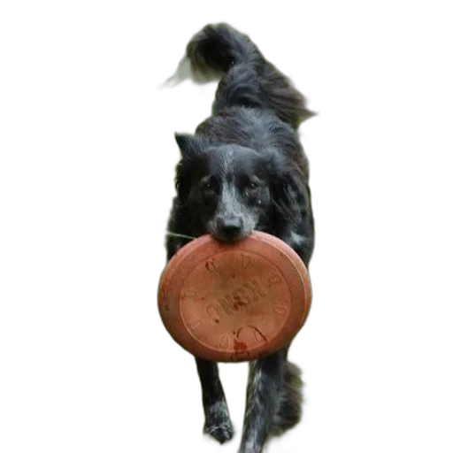 animal, food, staff, creature transparent PNG cut-out