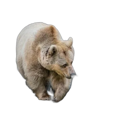 animal, creature, hair, staff transparent PNG cut-out