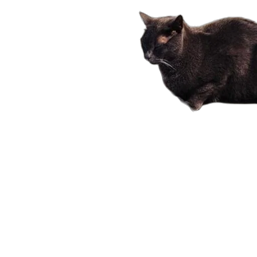 animal, creature, dragon, staff transparent PNG cut-out