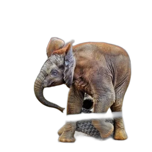 animal, creature, hat, weapon transparent PNG cut-out
