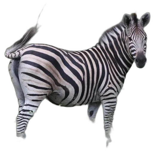 animal, creature, staff, jewelry transparent PNG cut-out
