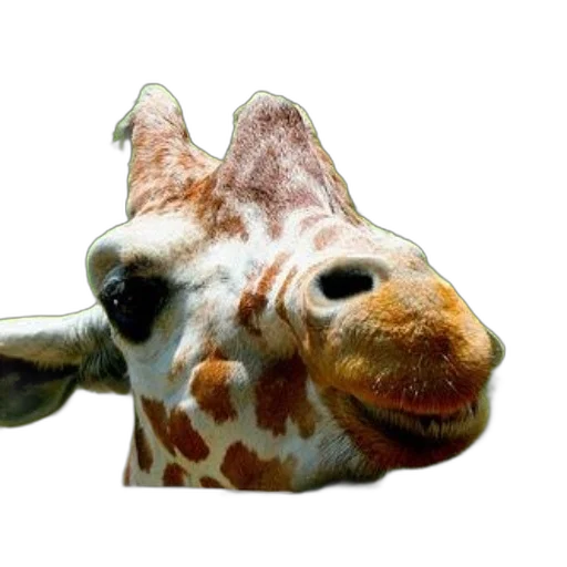 animal, mask, face, creature transparent PNG cut-out