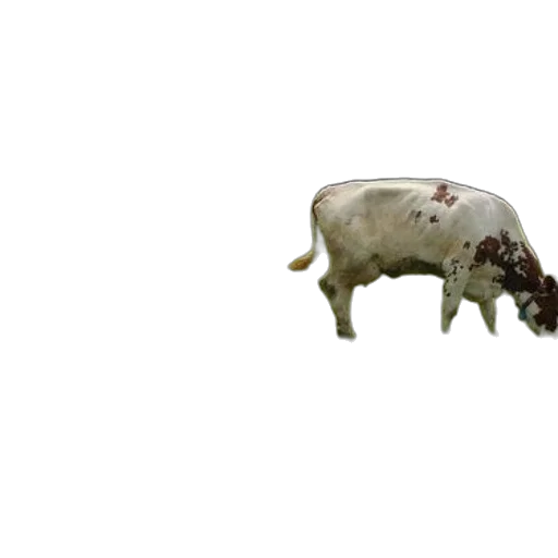 animal, creature, food, weapon transparent PNG cut-out