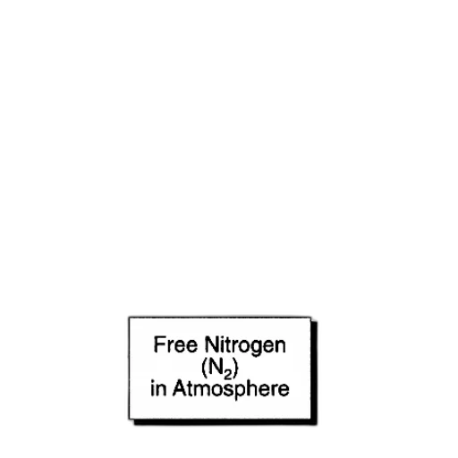 animal, tree, weapon, outer space transparent PNG cut-out