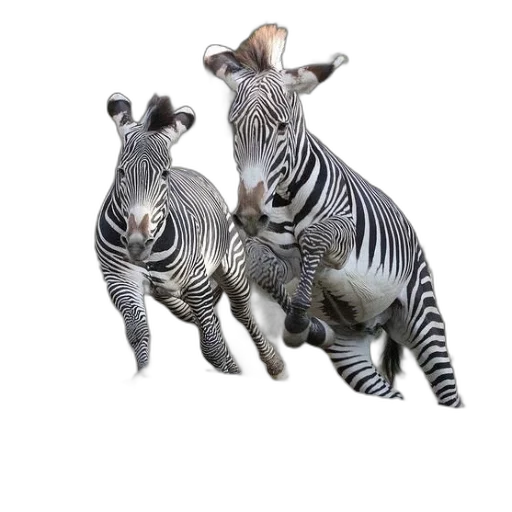 animal, creature, jewelry, photorealistic transparent PNG cut-out