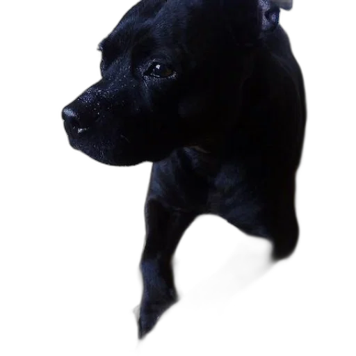 animal, creature, staff, dragon transparent PNG cut-out