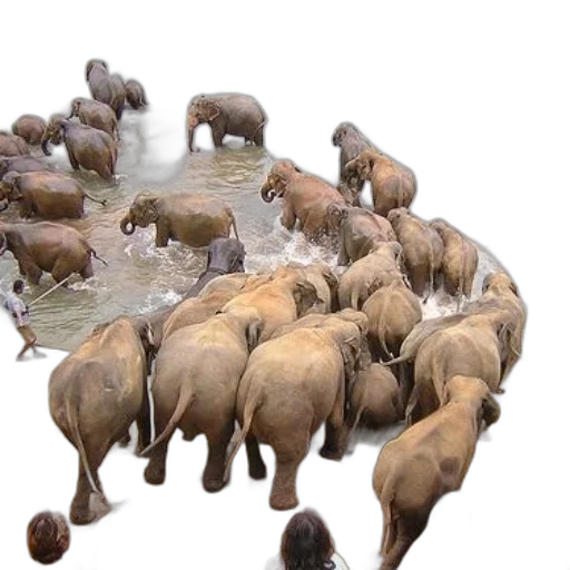 animal, underwater, herd, elephants transparent PNG cut-out