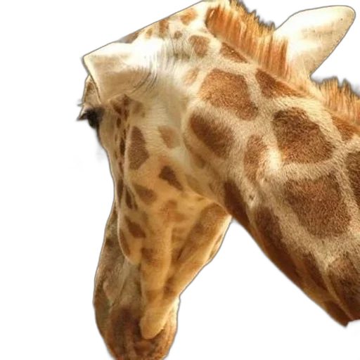 animal, creature, face, hat transparent PNG cut-out