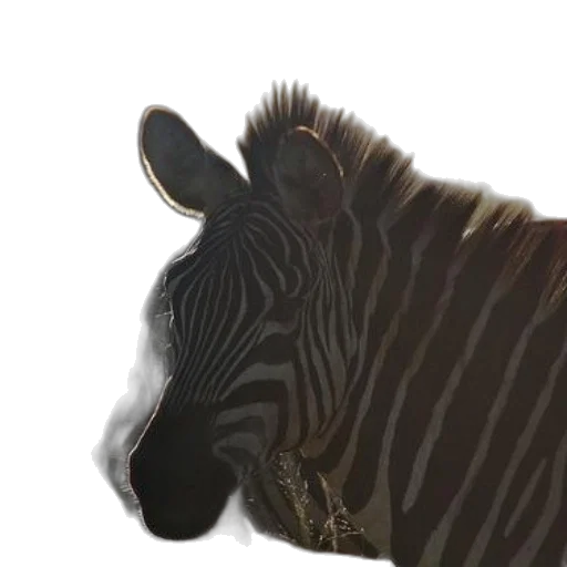 animal, creature, face, hair transparent PNG cut-out