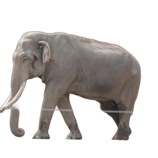 animal, creature, staff, weapon transparent PNG cut-out