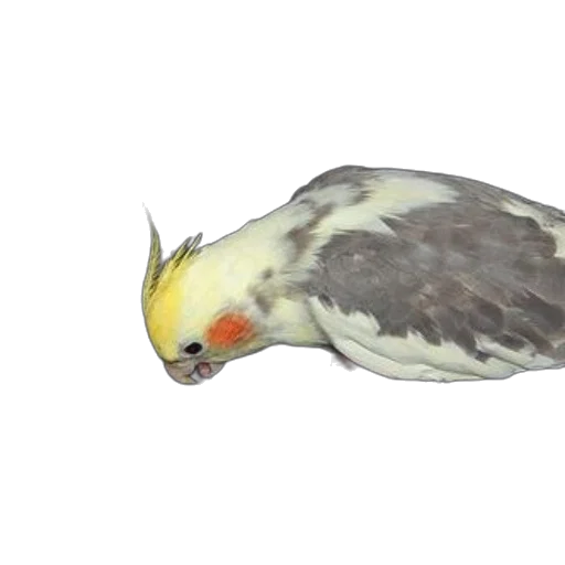 animal, creature, hair, staff transparent PNG cut-out