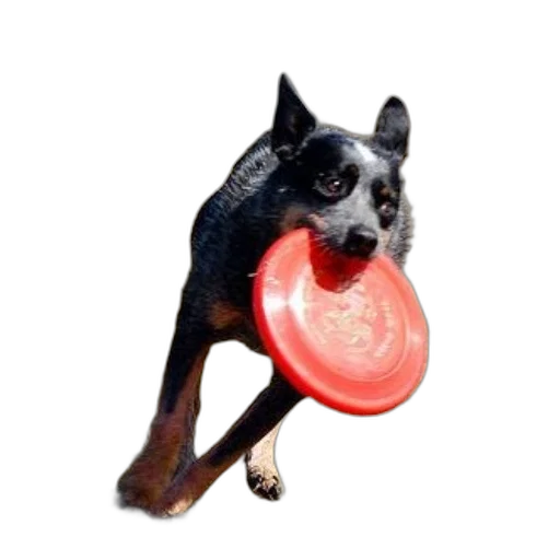 animal, creature, food, staff transparent PNG cut-out
