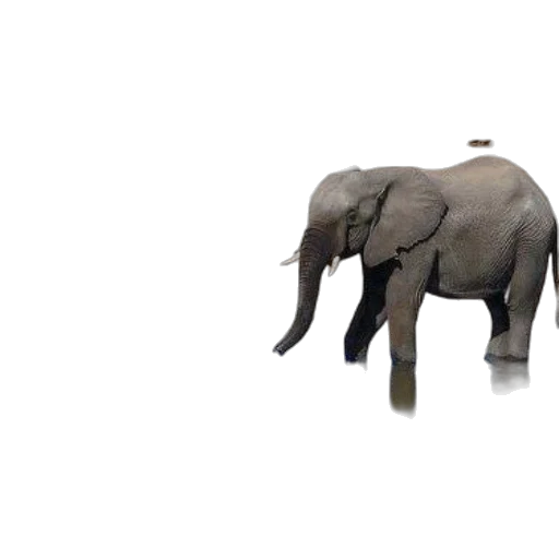 animal, creature, weapon, umbrella transparent PNG cut-out