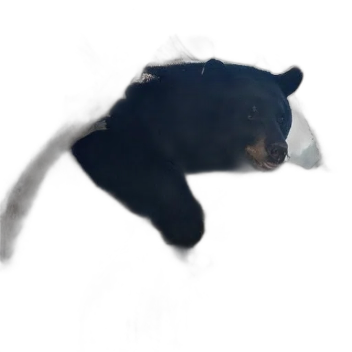 animal, creature, face, hat transparent PNG cut-out