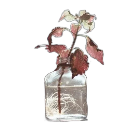 bottle, flower, jewelry, photorealistic transparent PNG cut-out