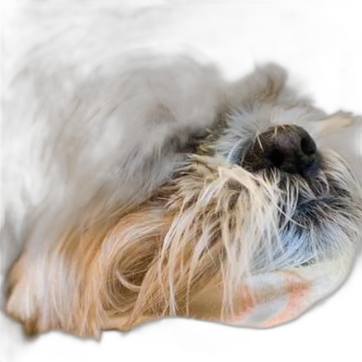 hair, animal, creature, hat transparent PNG cut-out