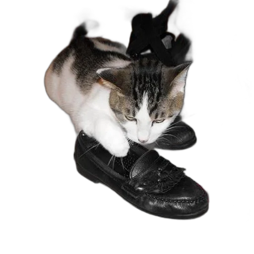 shoes, animal, hat, creature transparent PNG cut-out