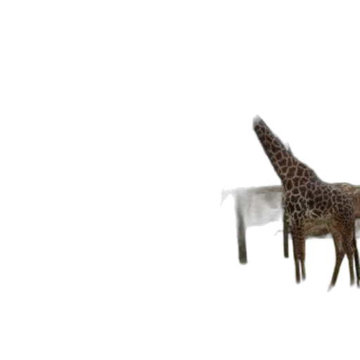 furniture, animal, creature, staff transparent PNG cut-out
