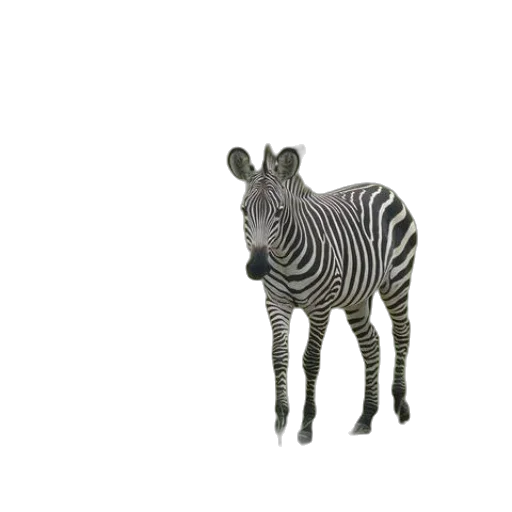 animal, creature, staff, hat transparent PNG cut-out