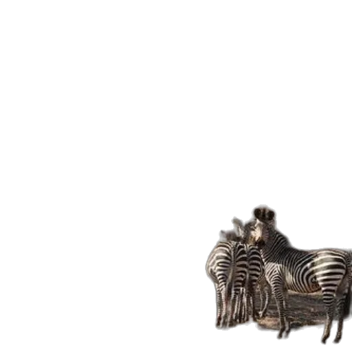animal, furniture, creature, car transparent PNG cut-out