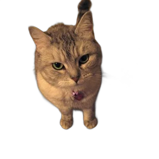 animal, staff, creature, face transparent PNG cut-out