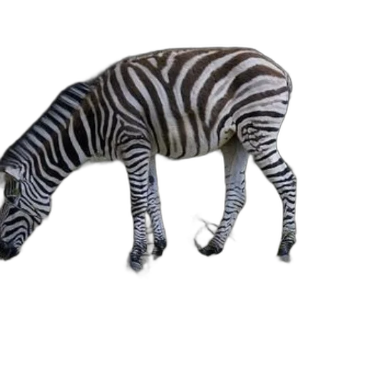 animal, creature, staff, weapon transparent PNG cut-out