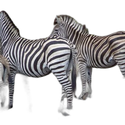 animal, creature, jewelry, furniture transparent PNG cut-out