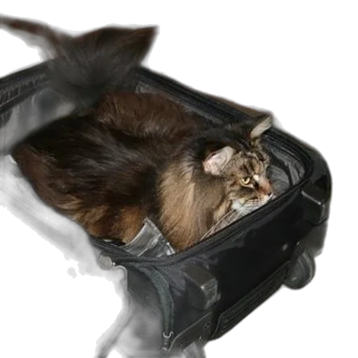 animal, creature, staff, hat transparent PNG cut-out