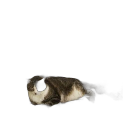 animal, creature, staff, hat transparent PNG cut-out