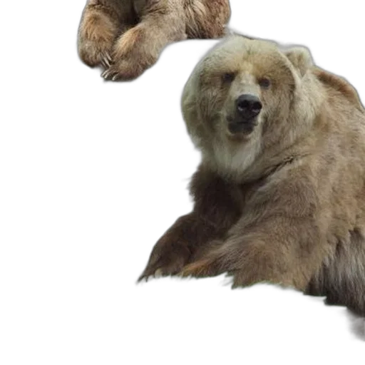 animal, creature, concept art, 3d render transparent PNG cut-out