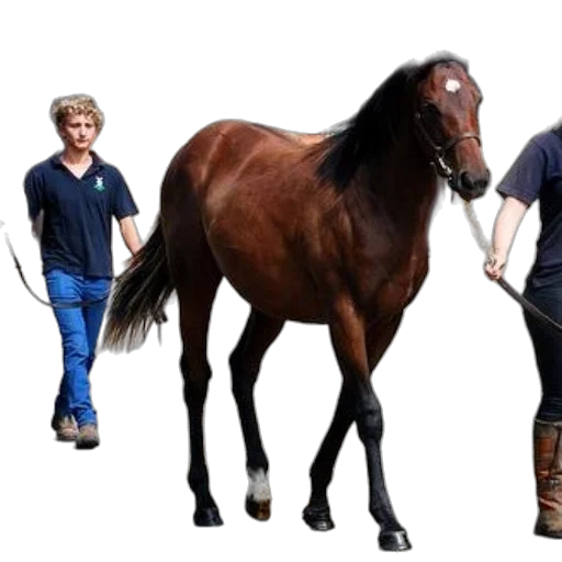 animal, two, individuals, lead transparent PNG cut-out