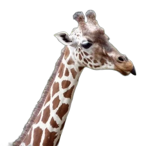 animal, staff, creature, face transparent PNG cut-out