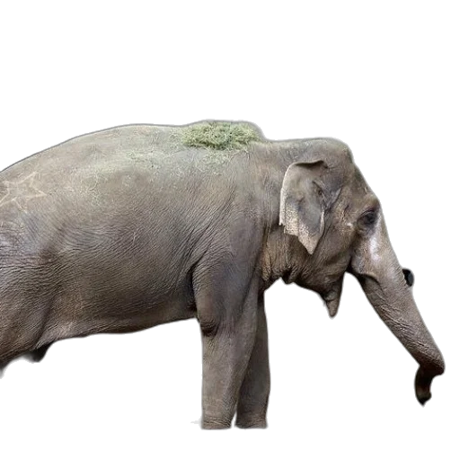 animal, creature, staff, hat transparent PNG cut-out