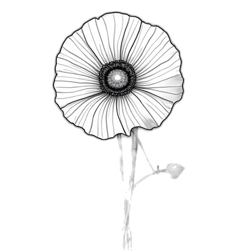 flower, umbrella, dress, crown transparent PNG cut-out