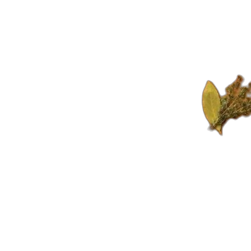dragon, flower, staff, crown transparent PNG cut-out