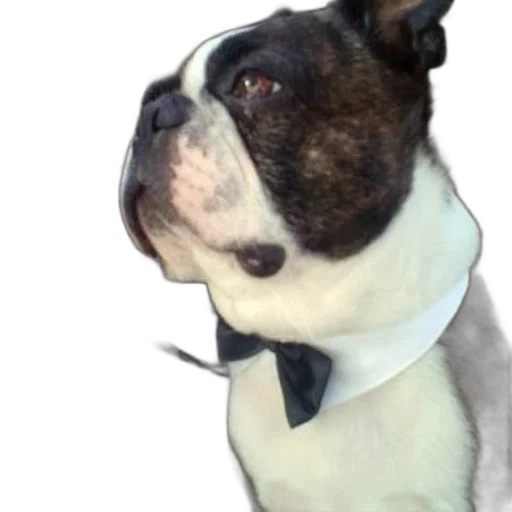 staff, animal, face, creature transparent PNG cut-out
