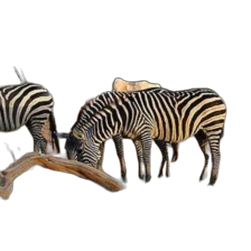 animal, furniture, jewelry, shoes transparent PNG cut-out