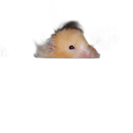 animal, creature, hat, face transparent PNG cut-out