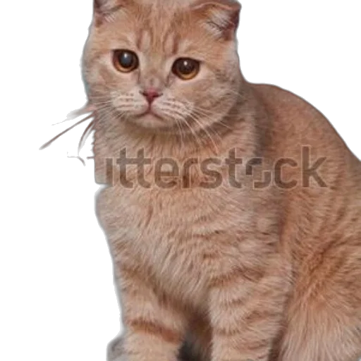 animal, staff, creature, face transparent PNG cut-out