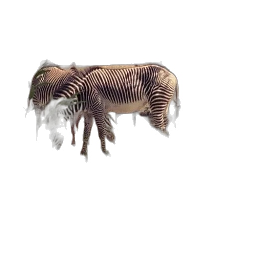animal, creature, hair, furniture transparent PNG cut-out