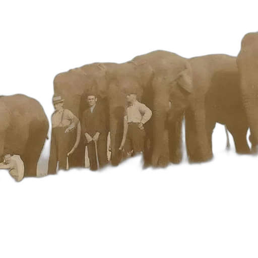 animal, staff, creature, concept art transparent PNG cut-out